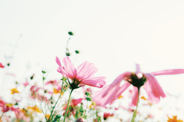 Pink cosmos on white background.