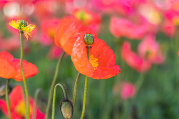 orange papaver long stalk flowers blooming and bud in garden park 