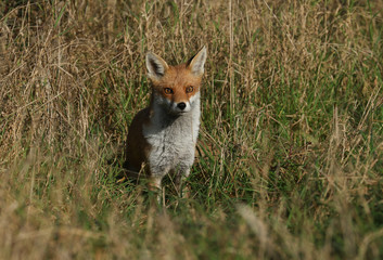 A cute wild Red Fox, Vulpes vulpes, hunting for food in the long grass in a field.