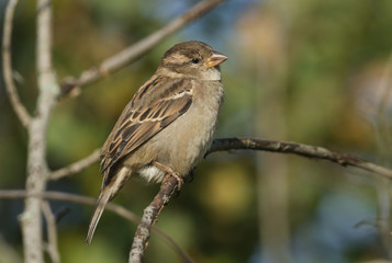 A pretty female House Sparrow, Passer domesticus, perching on a branch in a tree.