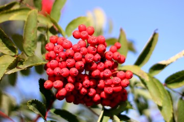 red berries on a tree