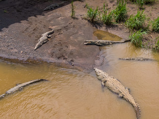 Beautiful aerial view of the Tempisque river with crocodiles in Costa Rica