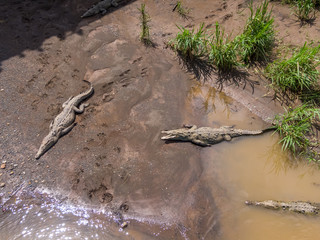 Beautiful aerial view of the Tempisque river with crocodiles in Costa Rica