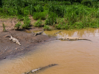 Beautiful aerial view of the Tempisque river with crocodiles in Costa Rica