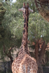 Giraffe Behind View