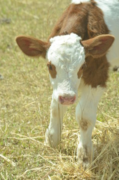 Becerro cruza simmental  con suizo americano