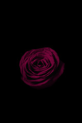 Pink rose in the dark.  暗闇の中のピンクのバラ