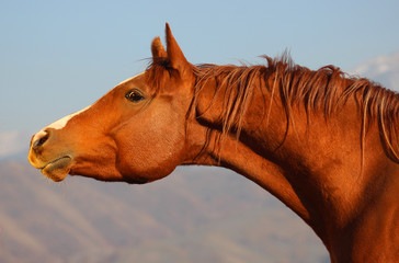 portrait of a red horse of the Arabian purebred breed on a background of mountains, a purebred Arabian horse,