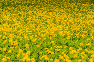 Yellow flower fields on the way.5