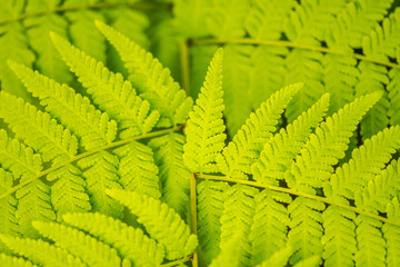 Macro images from nature.9