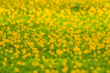 Yellow flower fields on the way.13