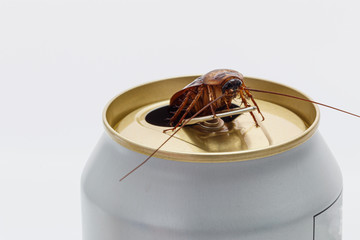 Cockroaches forage on white beverage cans.