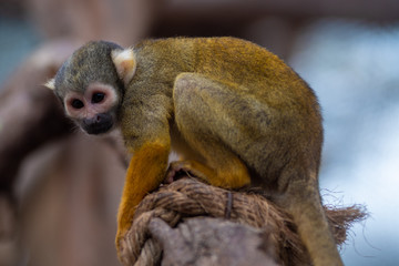 Little monkey from the jungle of Peru.