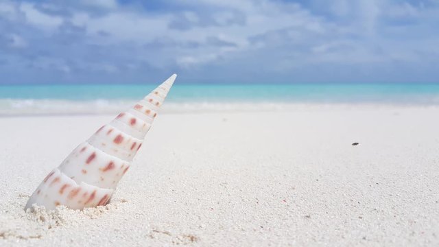 Beautiful  seashell mollusk plunged on white sand of exotic beach on ocean blur background, copy space