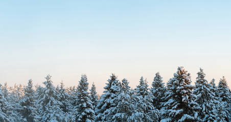 Russian winter forest and sky beautiful landscape