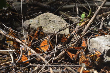 Mariposa Monarca en el santuario de El Rosario en Michoacán, México
