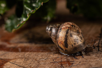 Sneaking snail through his protective shell  - hidden snail 