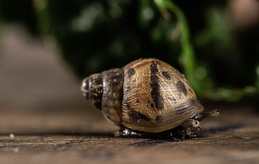 Sneaking snail through his protective shell  - hidden snail 