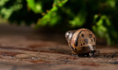 Sneaking snail through his protective shell  - hidden snail 