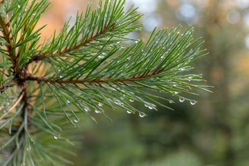 pine branches after rain
