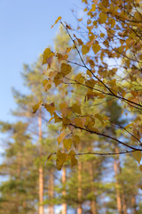 birch branches with autumn leaves