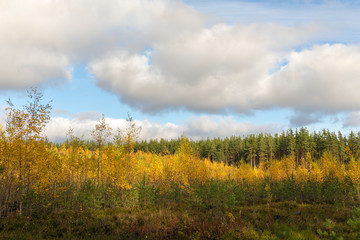landscape in the forest
