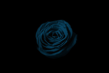 Light blue rose in the dark.  暗闇の中の水色のバラ