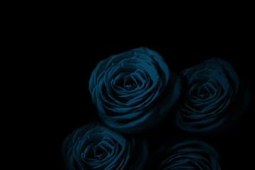 Fototapeta na wymiar Light blue rose in the dark. 暗闇の中の水色のバラ