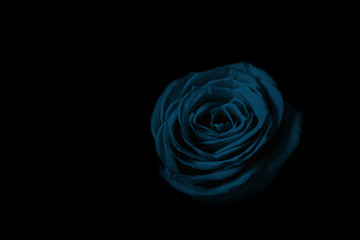 Light blue rose in the dark.  暗闇の中の水色のバラ