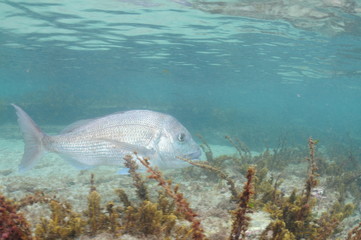 Large adult Australasian snapper Pagrus auratus swimming among short alga above flat rocky bottom in very shallow water.