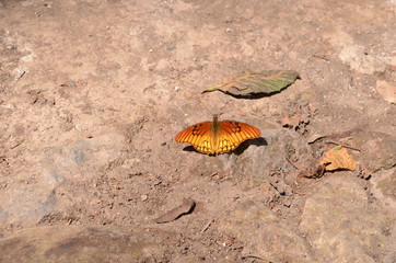 Mariposa en el suelo junto a hoja caída