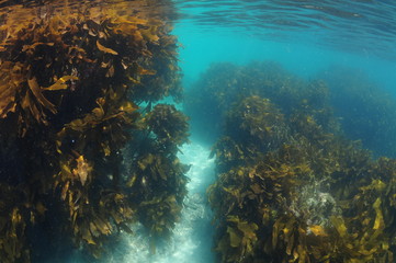 Deep sandy gutter between two rocky formations covered with kelp forest of Ecklonia radiata.