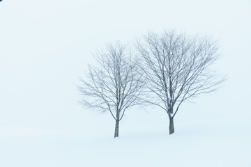 北海道　美瑛　冬　雪景色　木