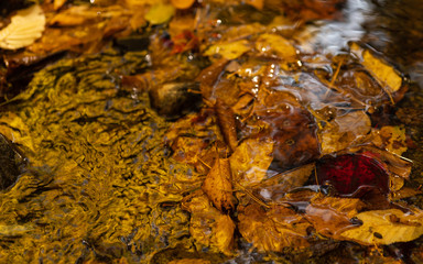 秋　紅葉　木の葉　川　水