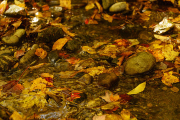 秋　紅葉　木の葉　川　水