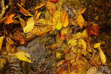 秋　紅葉　木の葉　川　水