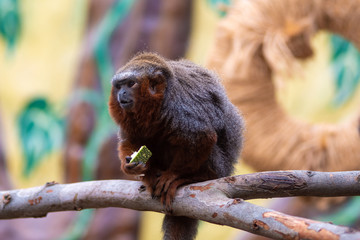 Medium monkey of the jungle of Peru.