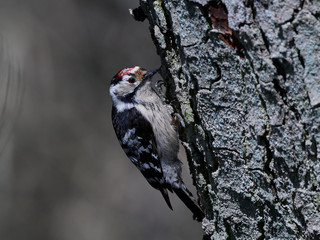 Lesser spotted woodpecker (Dryobates minor)