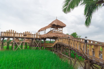 Green rice field