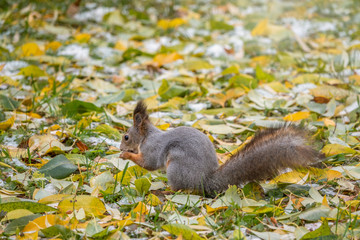 Naklejka na ściany i meble Squirrel in autumn hides nuts on the ground with fallen yellow leaves