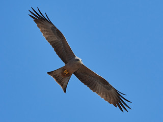 Yellow-billed kite (Milvus aegyptius)
