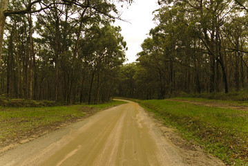 Tall trees and wild grass