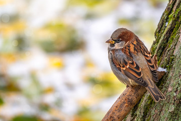 Sparrow sitting on a branch with a yellow autumn background