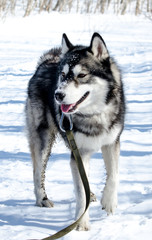 portrait of siberian husky