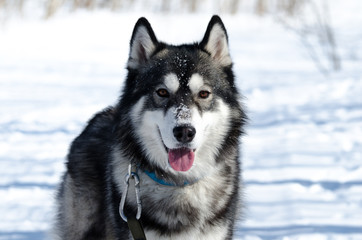 portrait of siberian husky