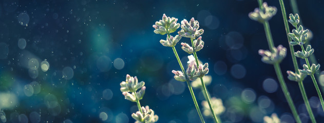 Elegant white Lavender blooming in green meadow.