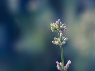 Fototapeta premium Elegant white Lavender blooming in green meadow.