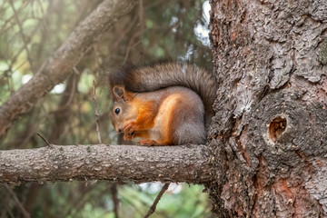 Naklejka na ściany i meble Autumn squirrel sits on a branch