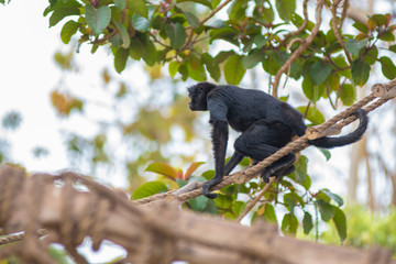 Medium monkey of the jungle of Peru.