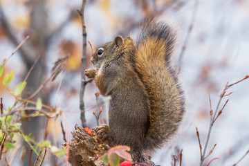 Obraz premium かわいいこりす Cute American red squirrel
